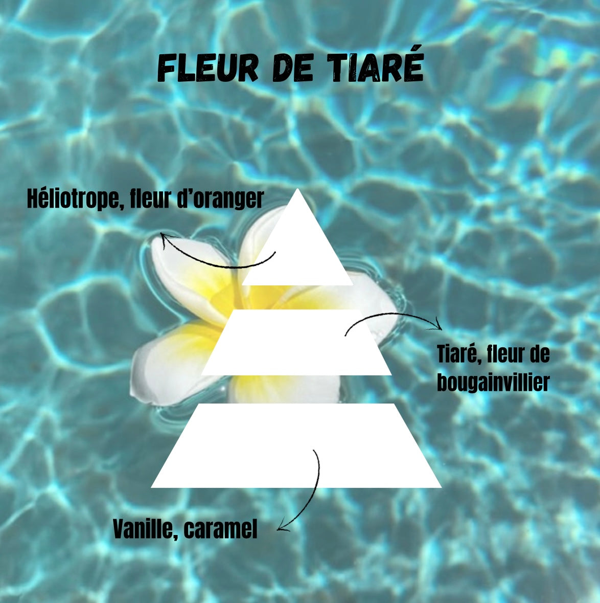 Patte de chat Fleur de tiaré