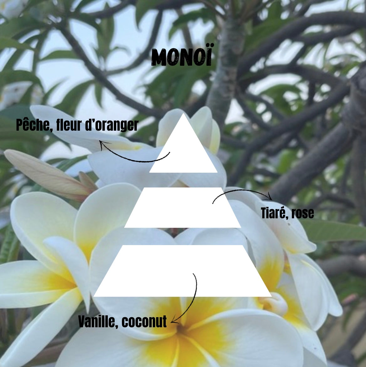 Snapbar Monoï